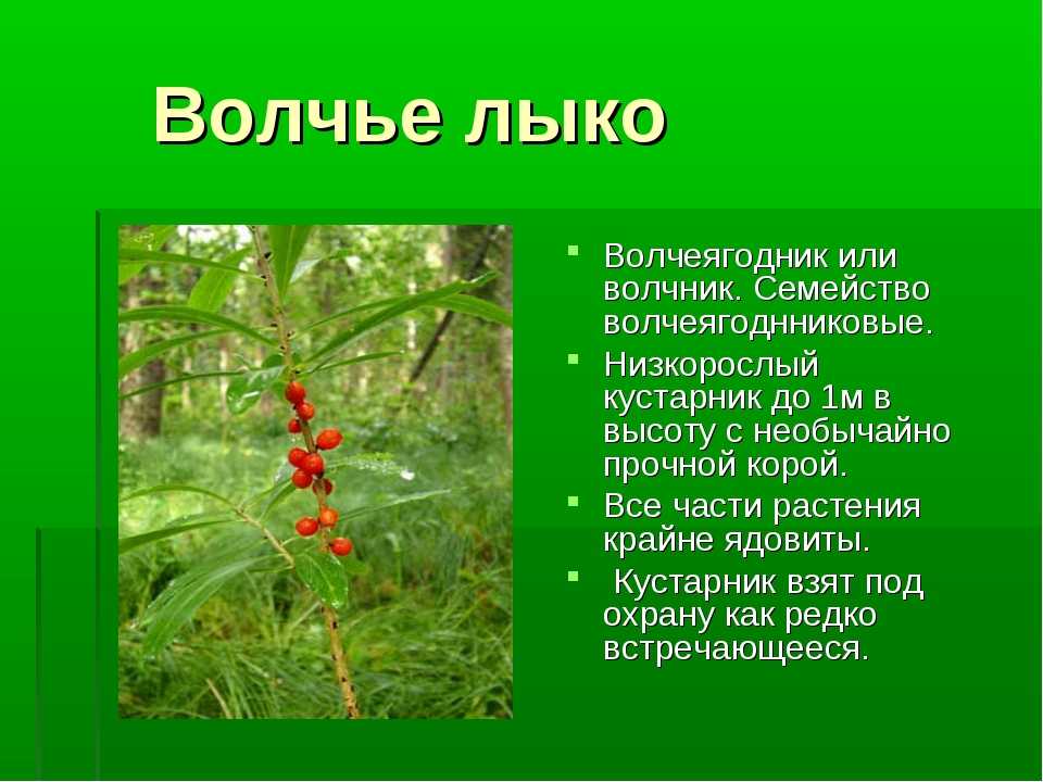 Ликогала древесинная (lycogala epidendrum) или гриб волчье молоко: фото, описание, размножение и роль гриба в лечении человека