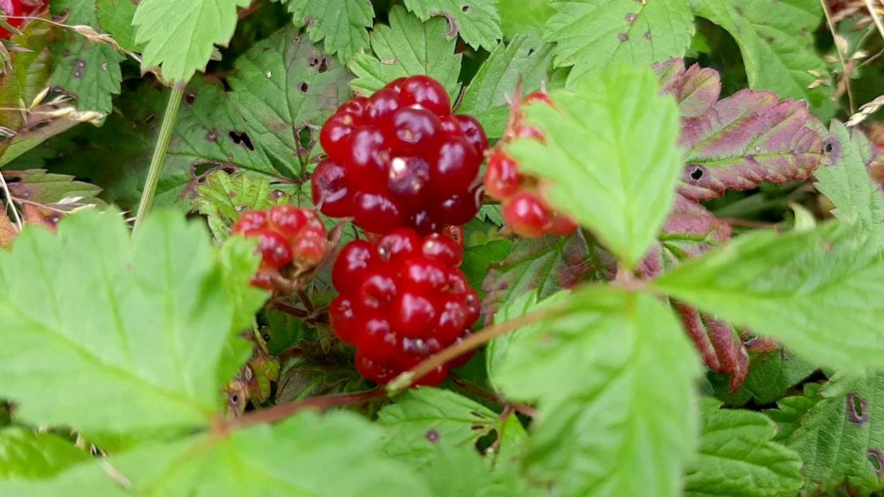 Княженика - описание ягоды и фото