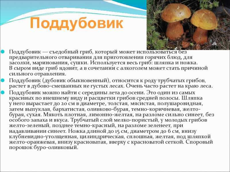 Дубовик: описание видов съедобных грибов, оливково-бурый и крапчатый, правила приготовления