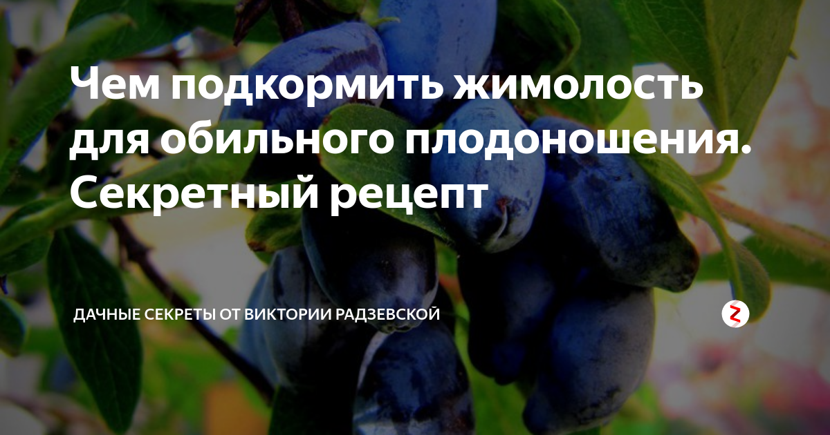 Уход за жимолостью осенью подготовка к зиме, как подготовить растение, чтоб был хороший урожай, обрезка, подкормка и другие этапы