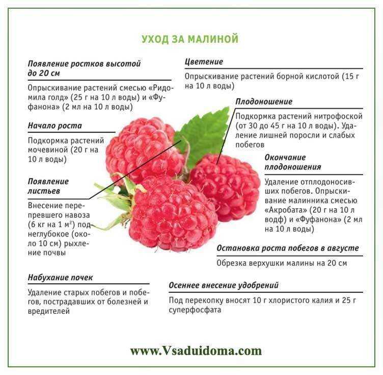Ежевика | почему ягоды кислые?