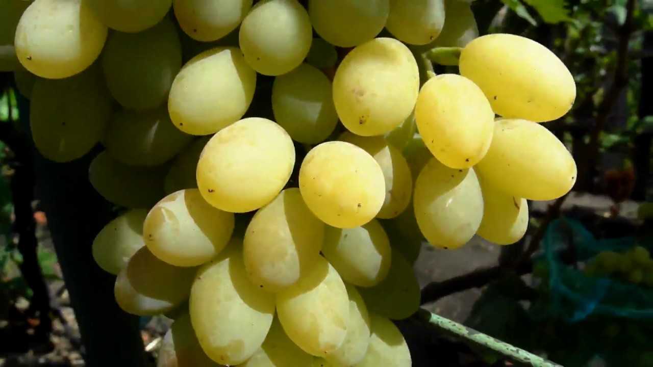 Виноград столетие: описание, урожайность, выращивание и отзывы