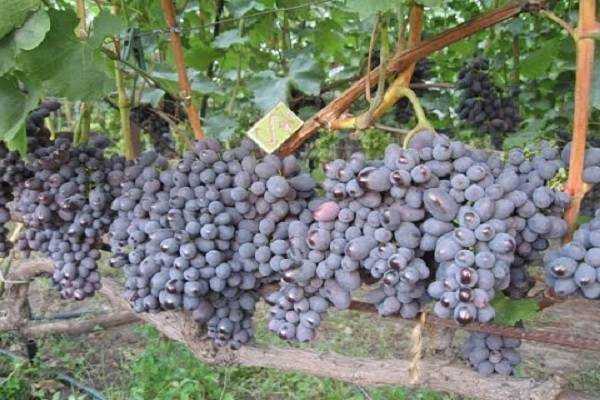 Все о сорте винограда «кодрянка»