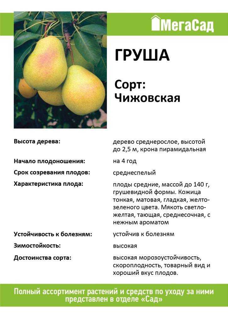 Груша лада: описание сорта, преимущества, характеристика плодов, условия выращивания, особенности посадки и ухода, опылители, отзывы