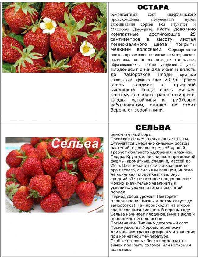 Клубника Брайтон: описание растения и ягод, характеристики, преимущества и недостатки сорта Важные нюансы ухода за культурой, ее размножение