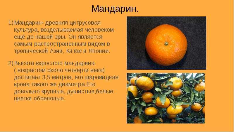 Выращивание мандарина в открытом грунте
