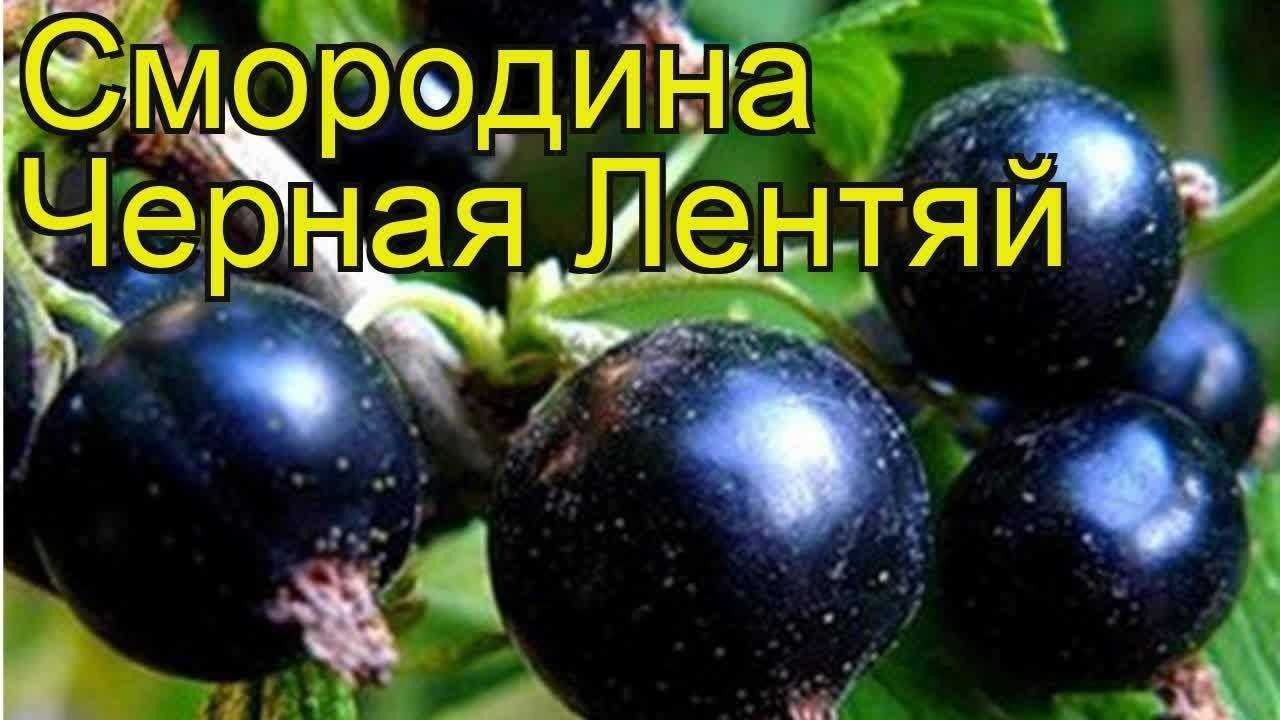 Смородина белорусская сладкая: описание сорта, фото, отзывы