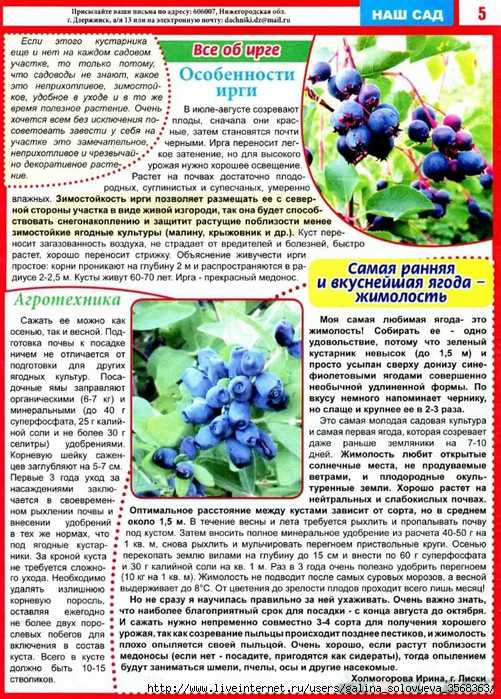 Жимолость японская (ауреоретикулата, халиана, пурпуреа, пестролистная): описание, лечебные свойства, показания к применению, выращивание lonicera japonica