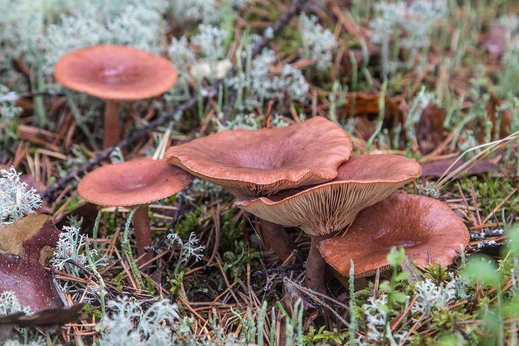 Горькушка (lactarius rufus) – грибы сибири