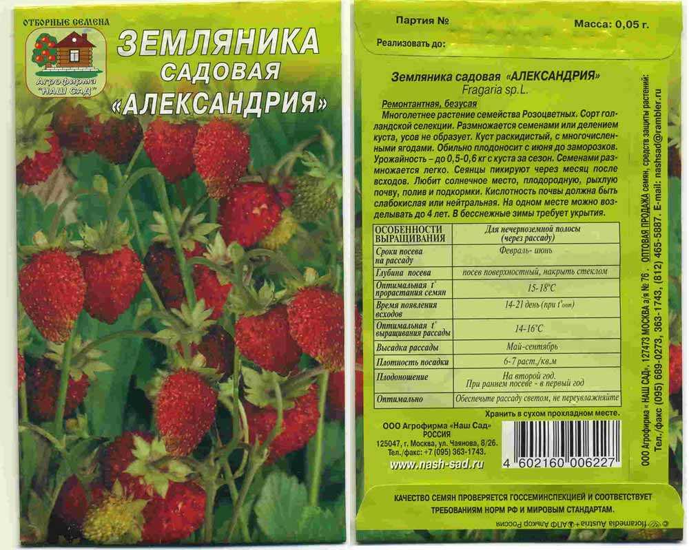 Клубника сальса: описание сорта и характеристики, правила посадки и ухода с фото