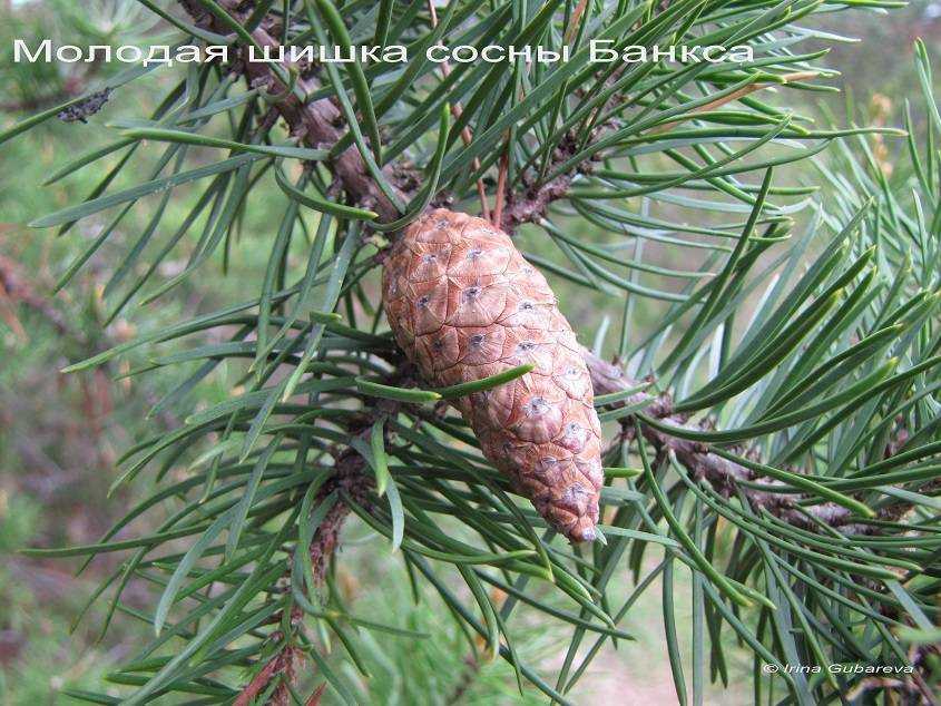 Сосна обыкновенная ватерери: описание дерева, посадка, уход, размножение, болезни и вредители, применение в ландшафтном дизайне