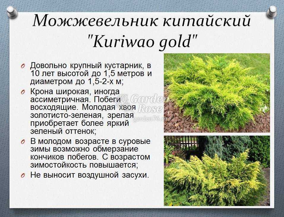 Можжевельник: посадка и уход в открытом грунте, пересадка, размножение, фото