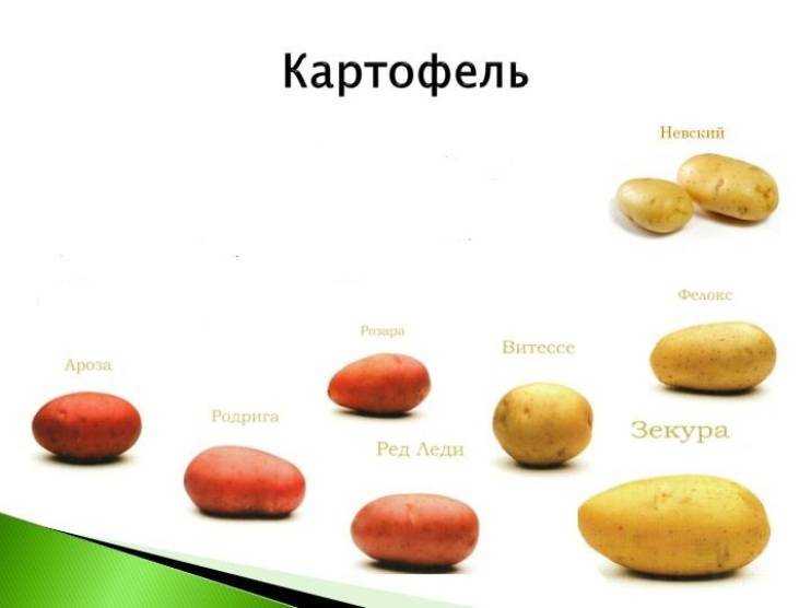 Лучшие сорта картофеля - фото, названия и описания (каталог)