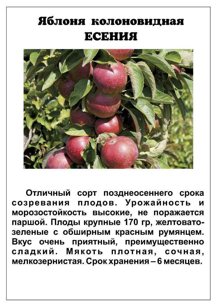 Описание сорта яблони малюха: фото яблок, важные характеристики, урожайность с дерева