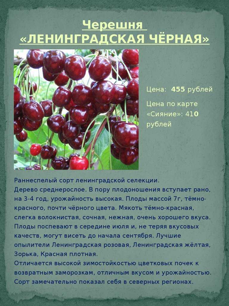 Черешня ревна: описание и характеристика сорта, выращивание и уход, фото