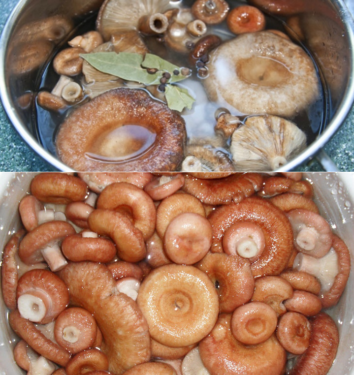 Самая вкусная засолка волнушек