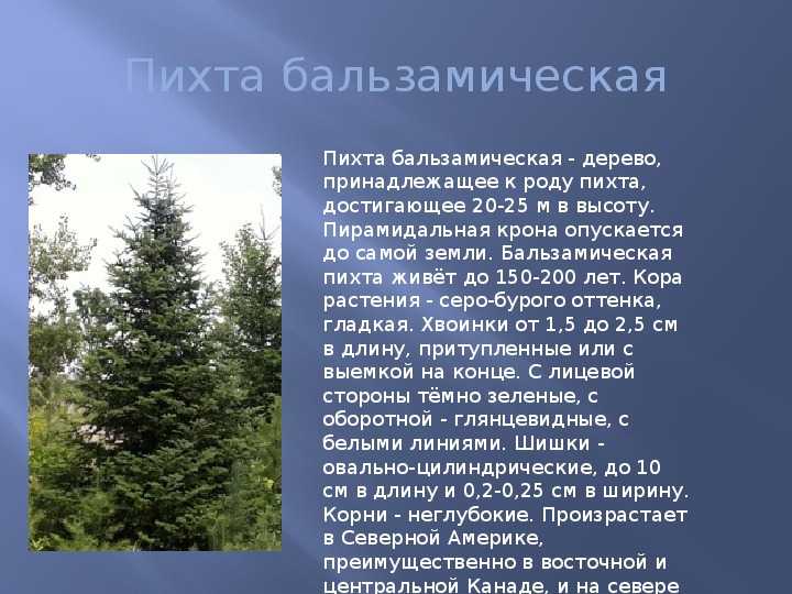 Описание пихты бальзамической бриллиант и уход за растением