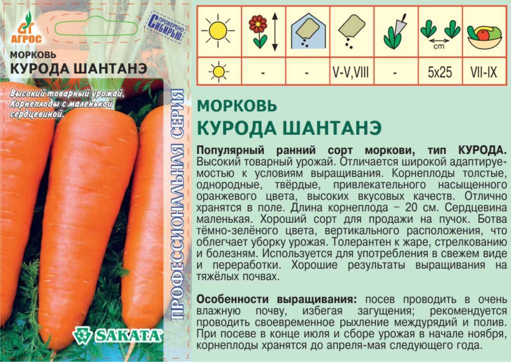 Сорт моркови шантане