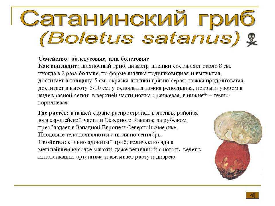 Сатанинский гриб: описание, как отличить от съедобных, фото