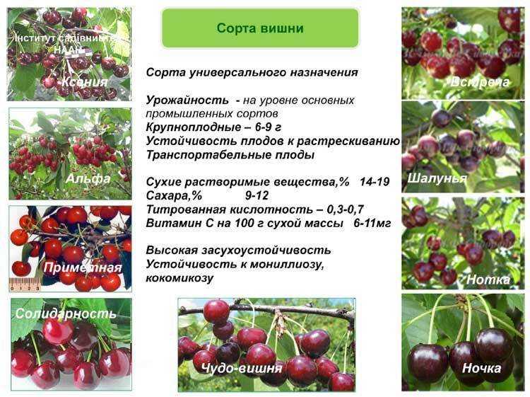 Вишня волочаевка: описание сорта, посадки, уход, выращивание