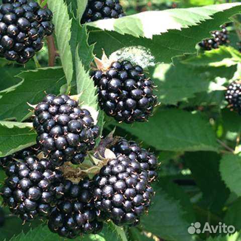 Ежевика натчез: описание бесшипного сорта, посадка и уход за кустарником