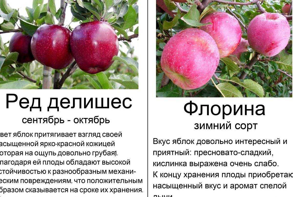 Сорт яблони конфетное: описание сорта и отзывы садоводов