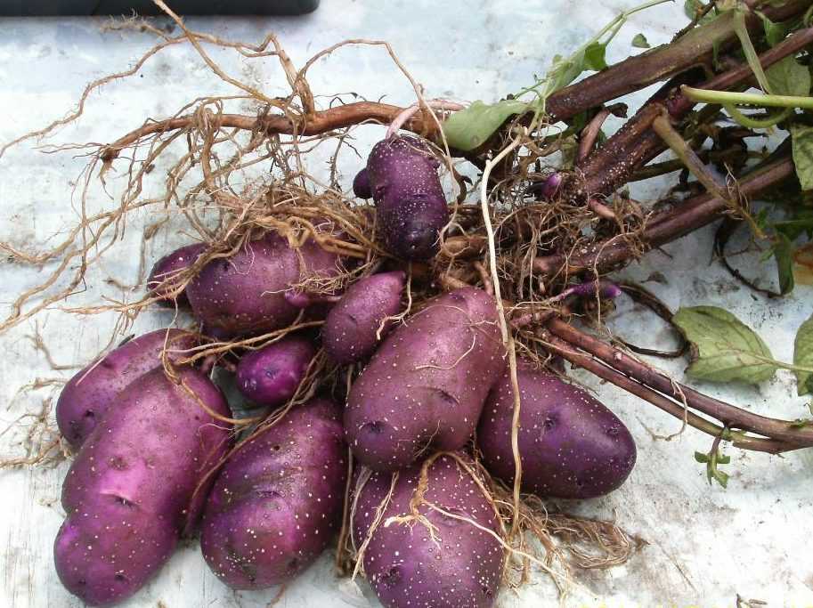 ᐉ сорт картофеля «цыганка» – описание и фото - roza-zanoza.ru