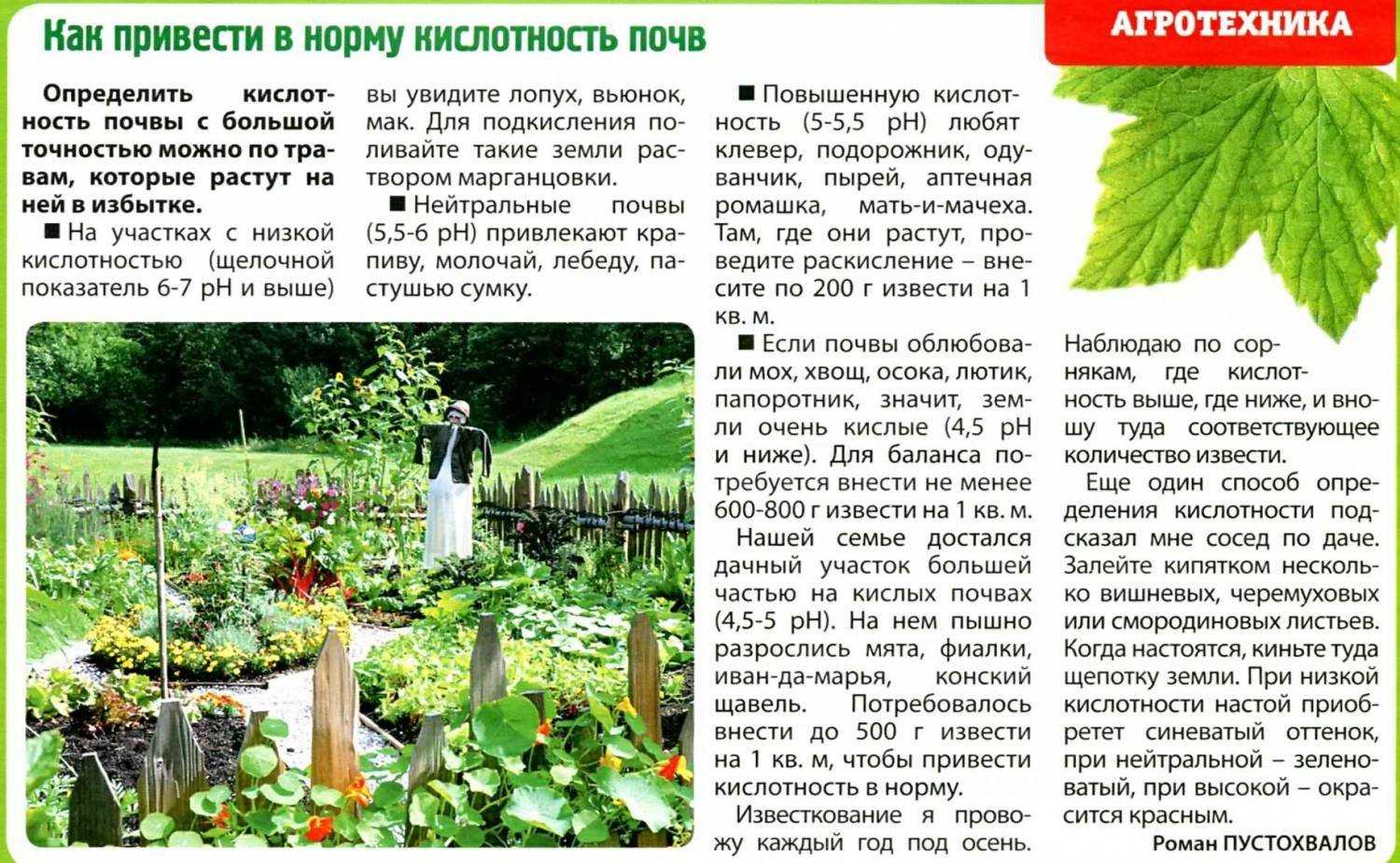 Рядовка белая – описание гриба, фото и съедобность