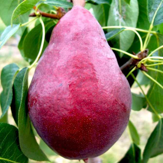 Лучшие сорта груш для урала: самые сладкие и вкусные, описание с названием и фото