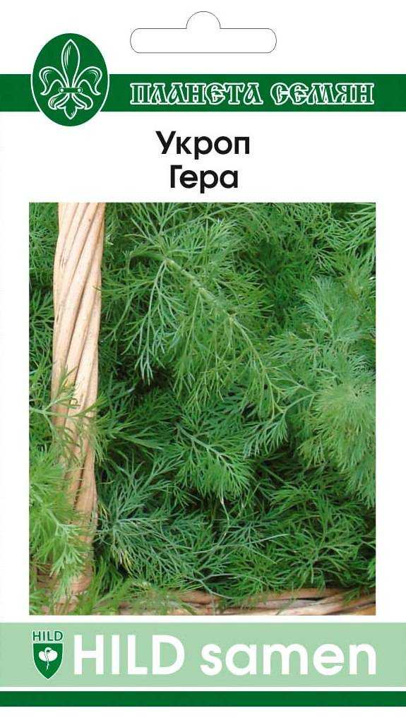 Укроп — лучшие сорта на зелень