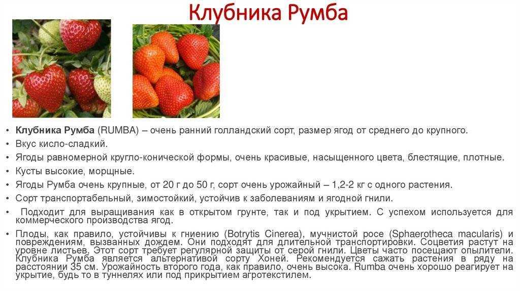 Клубника Румба: описание сорта, фото, отзывы садоводов Рекомендации по выращиванию и уходу