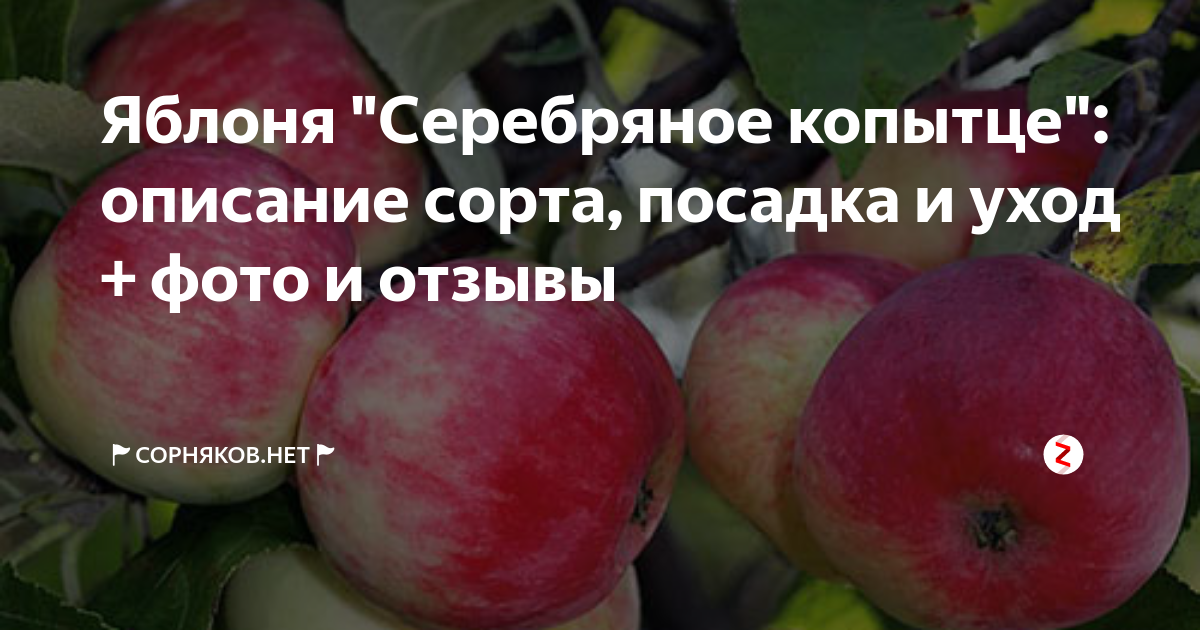 Яблоня Серебряное копытце: описание, фото, отзывы, посадка Характеристика и особенности культуры