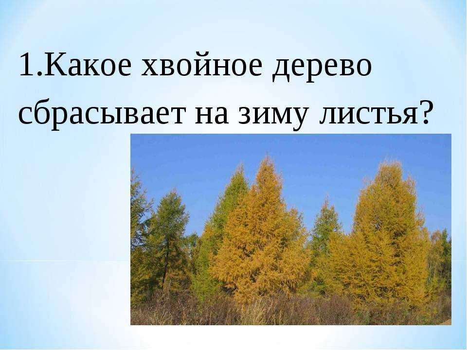 Почему лиственницы желтеют: опадает хвоя, иголки, фото, лечение