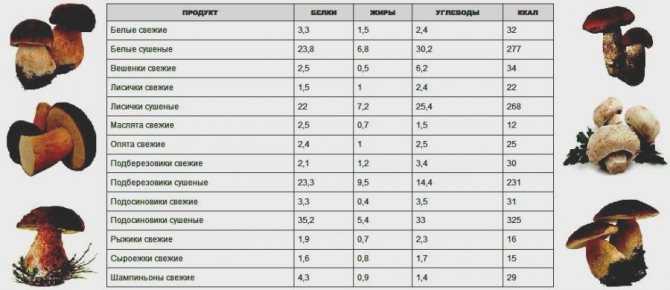 Сыроежки: виды грибов и фото