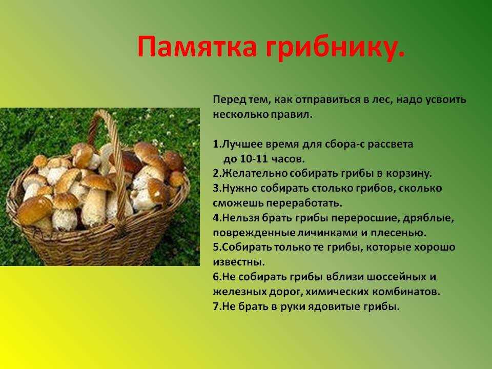 Как, где и сколько можно хранить опята, белые грибы, лисички, шампиньоны, трюфели, вешенки, подберезовики, сыроежки в холодильнике, морозилке сырые, замороженные, маринованные, соленые, жареные, вареные: сроки и правила хранения, советы по хранению