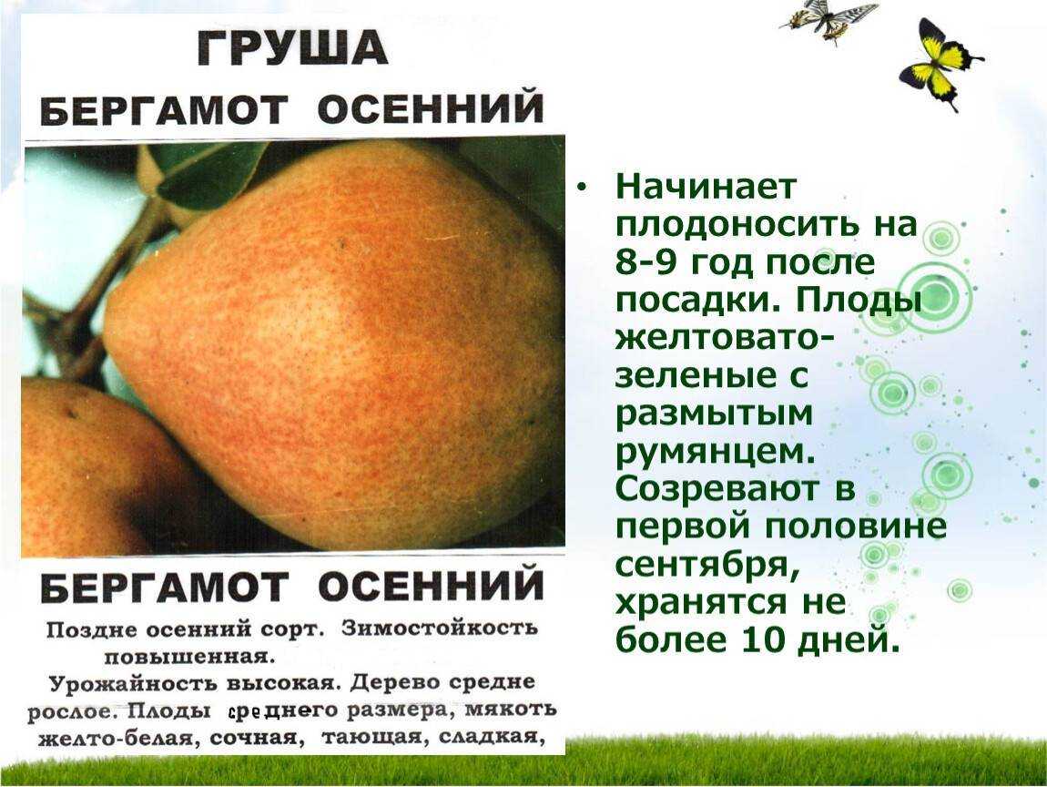 Груша бере: описание сорта, фото, отзывы