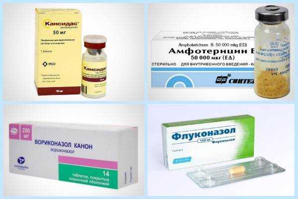 Ложный шампиньон: описание ядовитого двойника