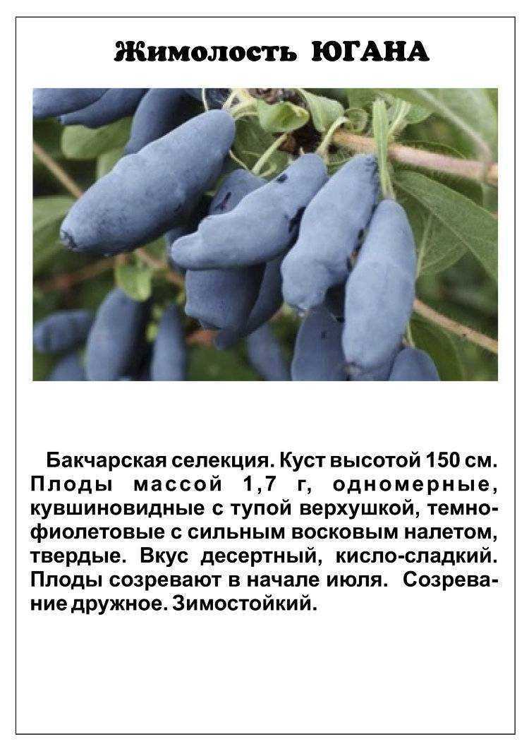 Описание сортов жимолости