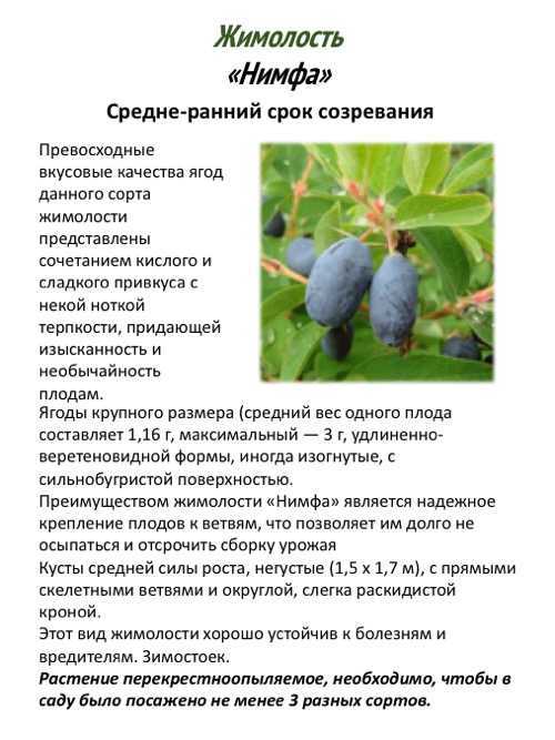 Жимолость фиалка: описание сорта, фото, отзывы, опылители, размножение, посадка и уход