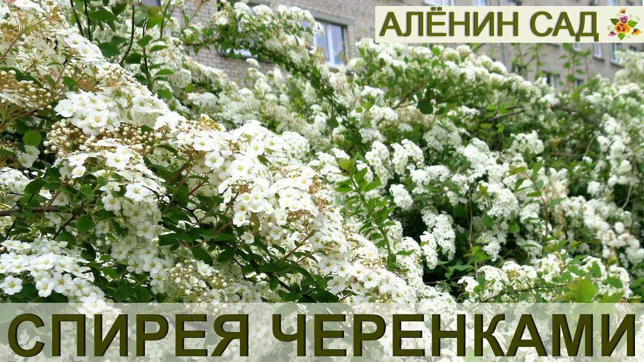 Спирея: размножение черенками весной, летом и осенью