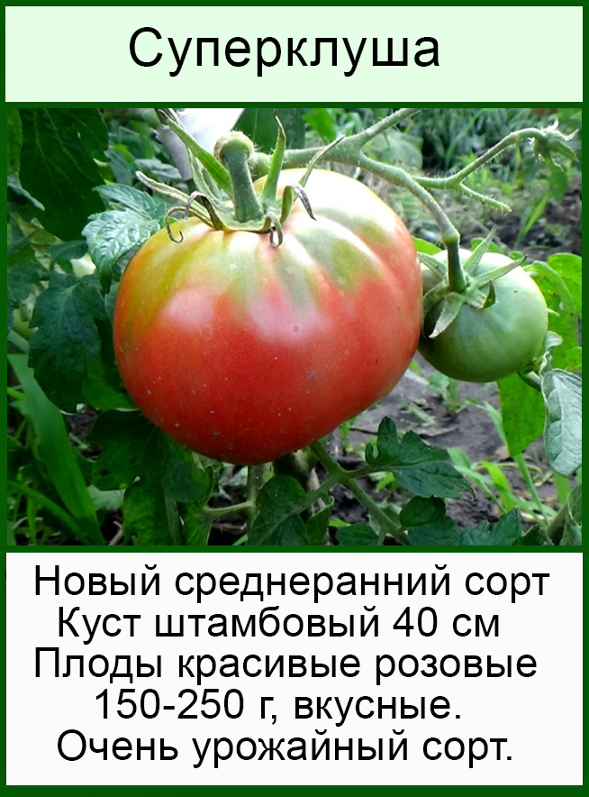 Томат клуша: характеристика и описание сорта с фото, отзывы, посадка и уход