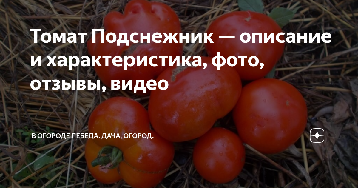 Томат подснежник: характеристика и описание сорта, фото, отзыв