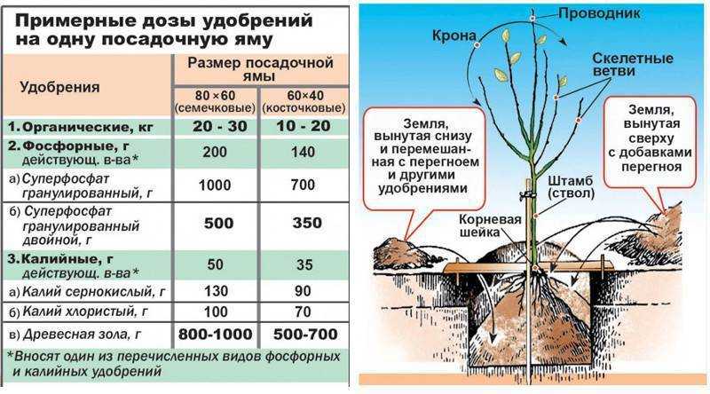 Как ухаживать за вишней: посадка кустарника в открытый грунт, уход за вишней весной и летом, размножение