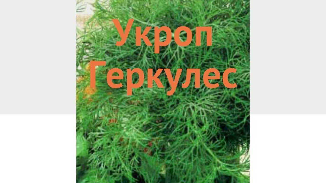 Лучшие сорта кустового укропа и их описание