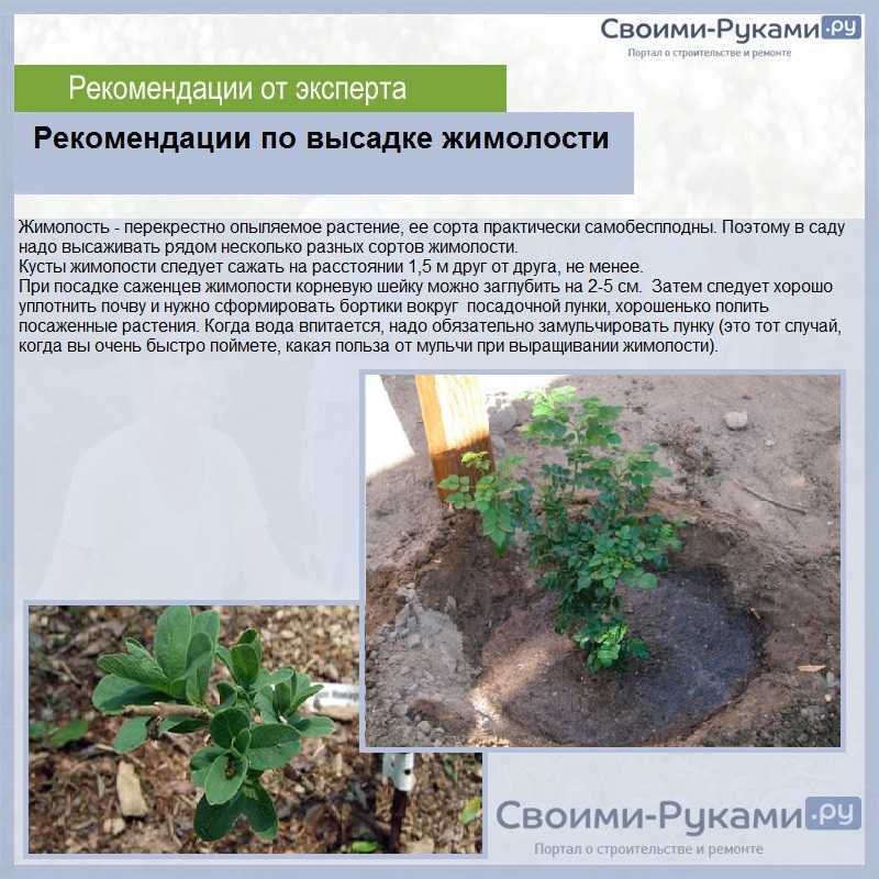 Жимолость. лучшие сорта для подмосковья с подробным описанием, рейтинг, отзывы, фото