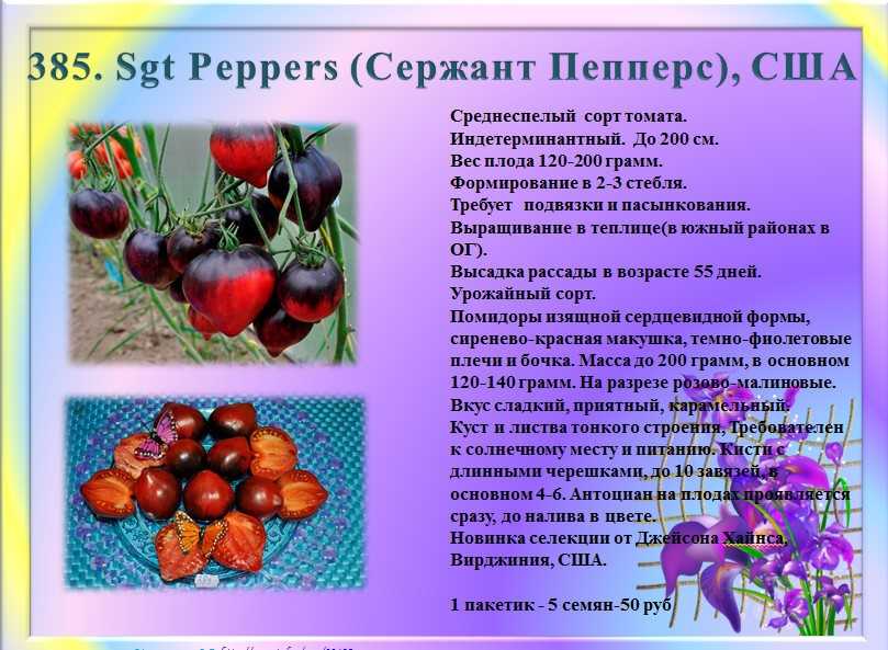 Томат сержанта пеппера: описание сорта, характеристика, отзывы об урожайности, фото