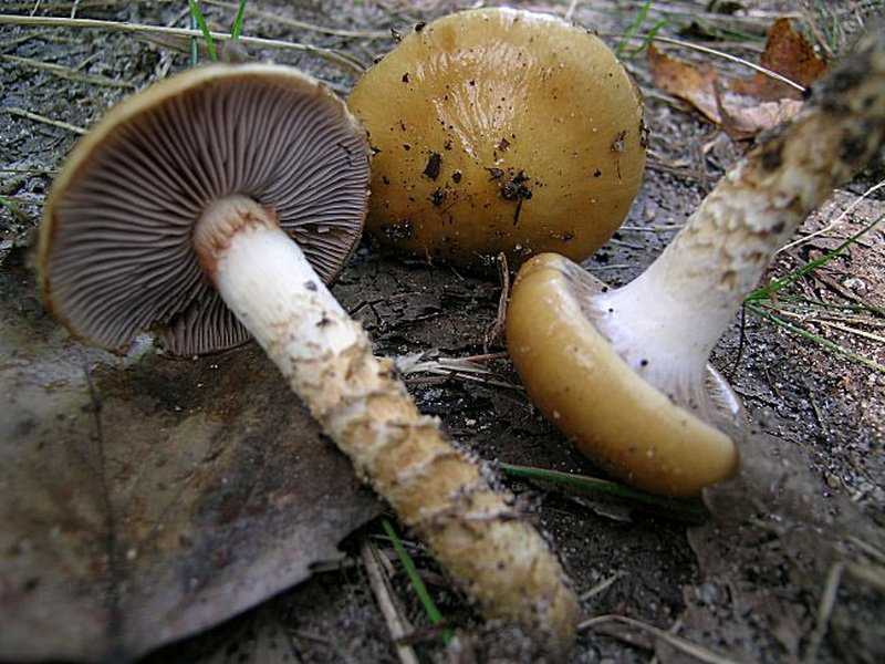 Паутинник гриб, фото, описание гриба