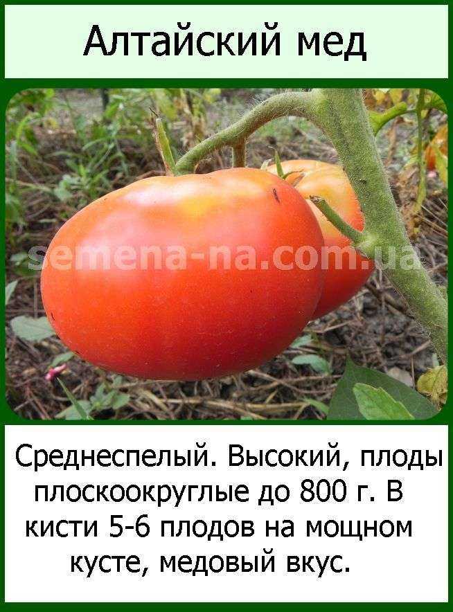 Томат алтайский мед: отзывы, описание и урожайность