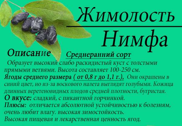 Жимолость Нимфа: происхождение, описание и особенности сорта, плодоношение, размножение Советы по посадке и уходу, отзывы садоводов