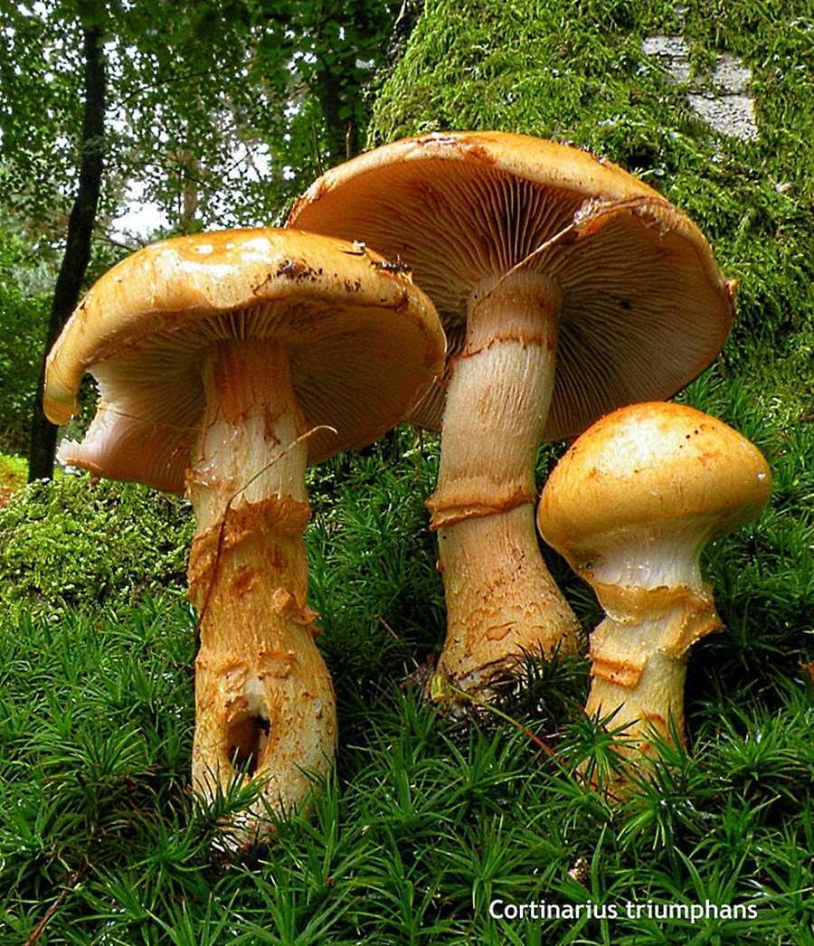Паутинник слизистый. описание, где растет, похожие виды, фото